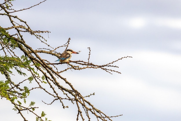 Adult make striped kingfisher halcyon chelicuti in a tree in Queen Elizabeth National Park Uganda