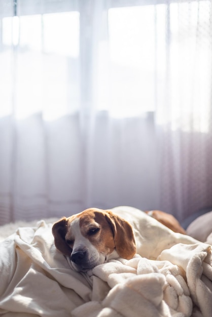 Adult male beagle dog sleeping on pillows Shallow depth of field