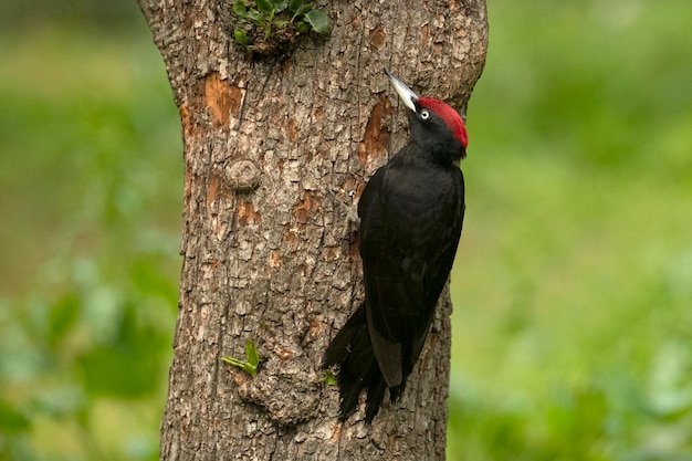 Adult male Black woodpecker in an apple tree with the first light of dawn in a forest of fruit