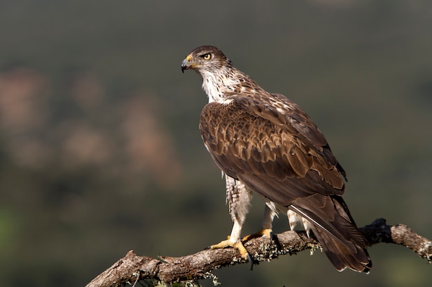 Adult male of Bonelli's eagle, raptors, birds