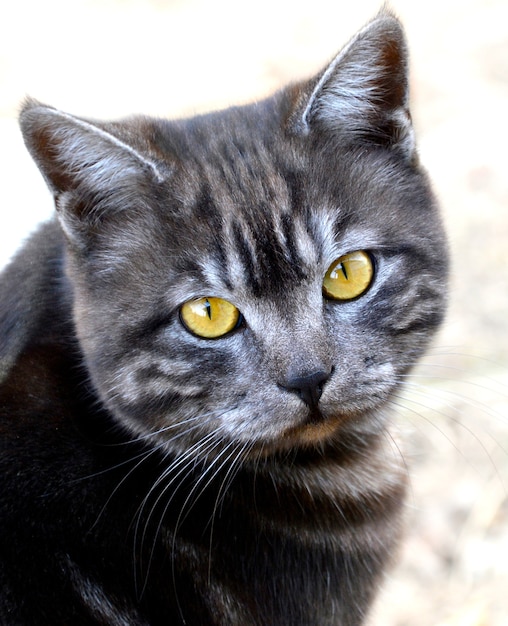 Adult male cat looking at the camera