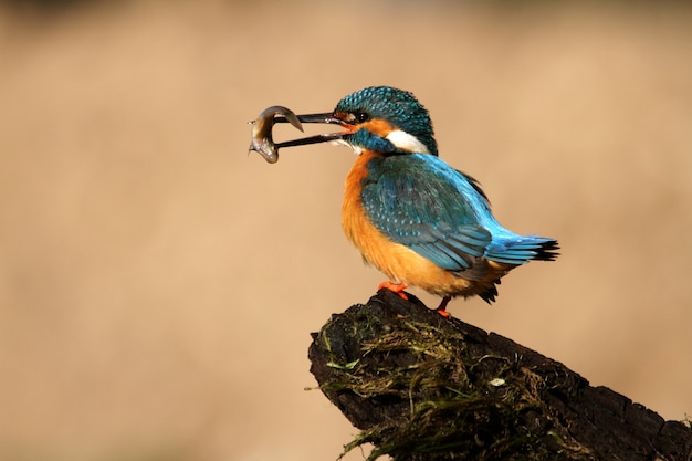 Adult male of Common kingfisher with a fish, birds, Alcedo atthis