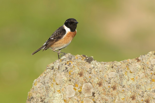 Adult male of Common stonechat in the first light of day