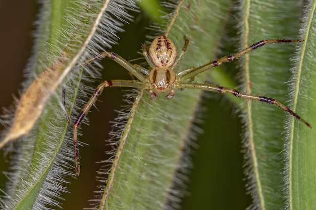 Взрослый самец крабового паука семейства Thomisidae