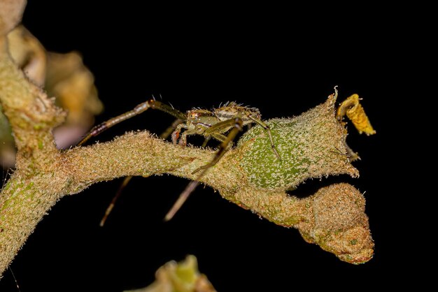 Adult Male Crab Spider