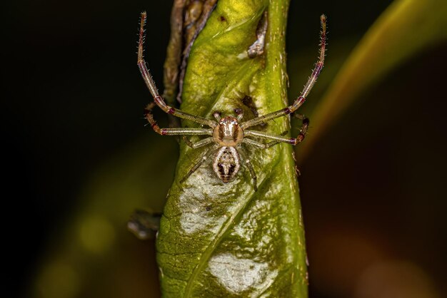 Adult Male Crab Spider