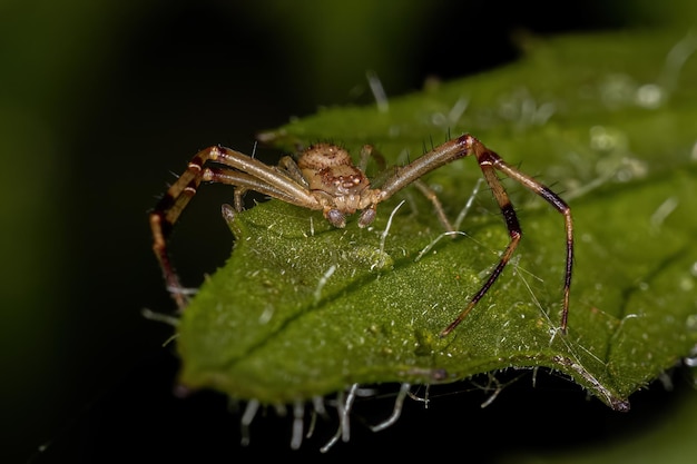 Adult Male Crab Spider