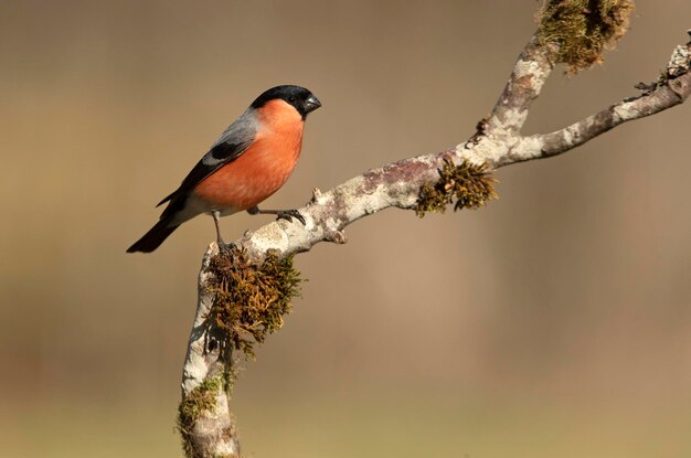 Adult male Eurasian bullfinch in an oak forest in the last light of the afternoon