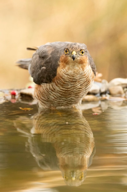 Adult male Eurasian sparrow hawk drinking and bathing in a water point within a Mediterranean forest