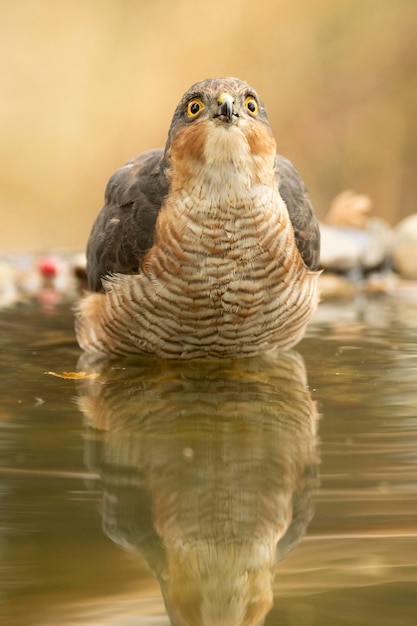 地中海の森の中のウォーターポイントで飲んだり水浴びしたりしているオスのユーラシアスズメの成鳥