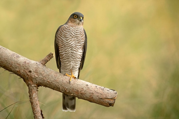 Adult male eurasian sparrow hawk on his favorite hunting\
vantage point in a mediterranean forest