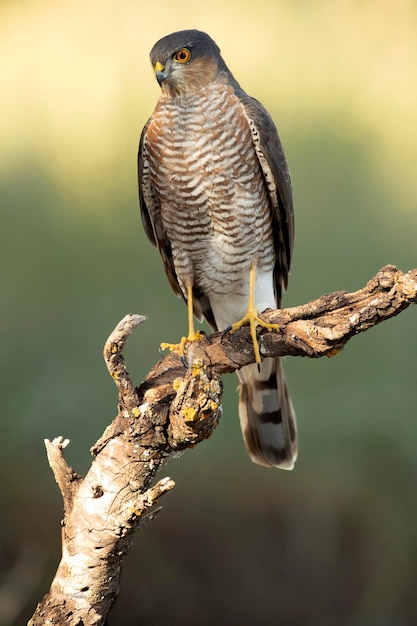 Adult male eurasian sparrow hawk on its hunting perch in the first morning lights