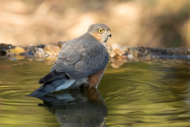 Adult male Eurasian sparrowhawk bathing in a natural water point in an oak and pine forest