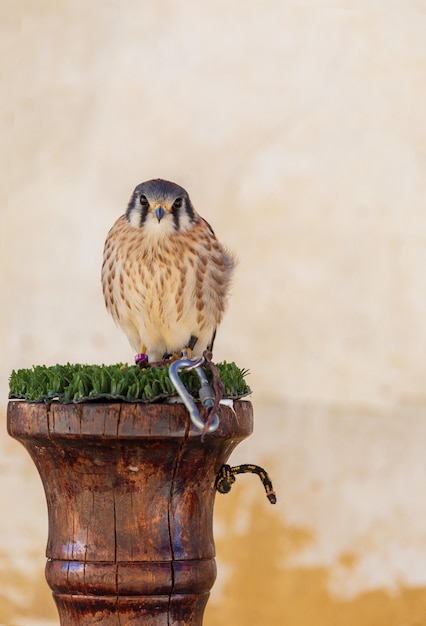 Photo adult male falcon