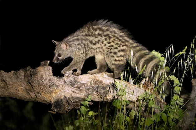 Adult male Genet within his territory in a forest of holm oaks and pines in the early evening