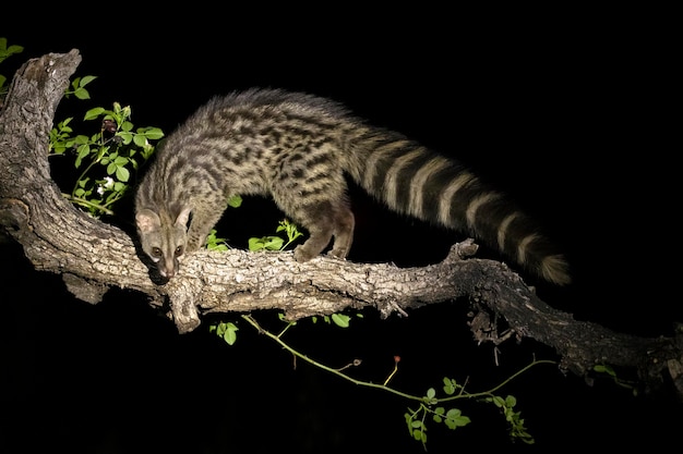 Adult male Genet within his territory in a forest of holm oaks and pines in the early evening