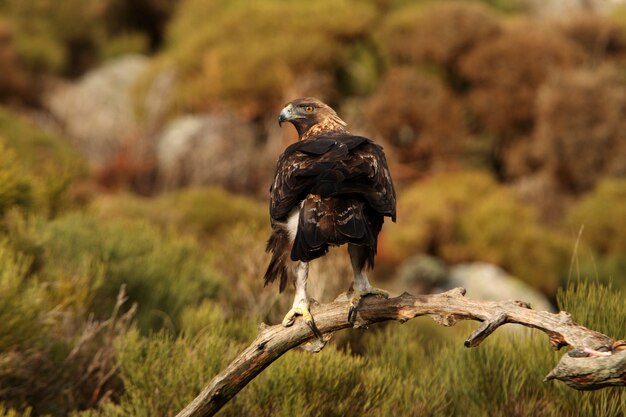 成人男性のイヌワシ1日の最初の光、aquila chrysaetos