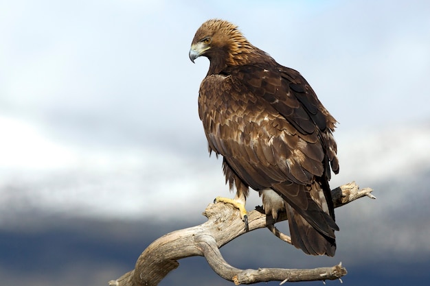 Adult male of Golden eagle on a branch on a cloudy day