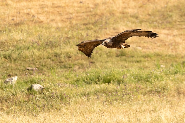 Adult male Golden eagle in flight towards his favorite watchtower in his breeding territory