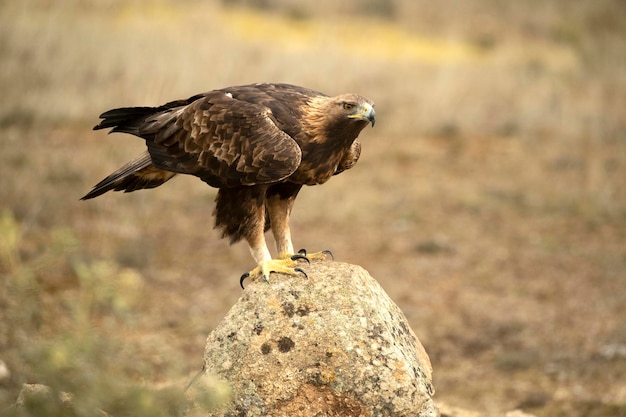 Photo adult male golden eagle in a mediterranean pine and oak forest at first light on a cold winter day