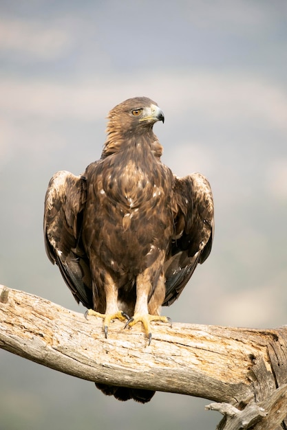 Adult male Golden eagle in a mountainous Mediterranean area with the first light of dawn in autumn