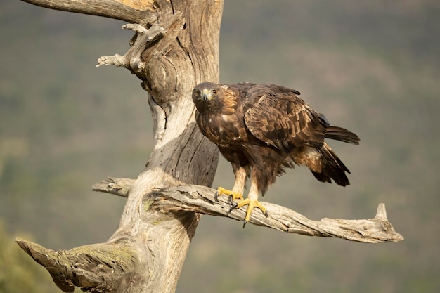 Maschio adulto aquila reale in una zona montuosa del mediterraneo con le prime luci dell'alba in autunno