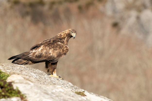 Maschio adulto aquila reale con le prime luci del giorno in una zona montuosa del suo territorio