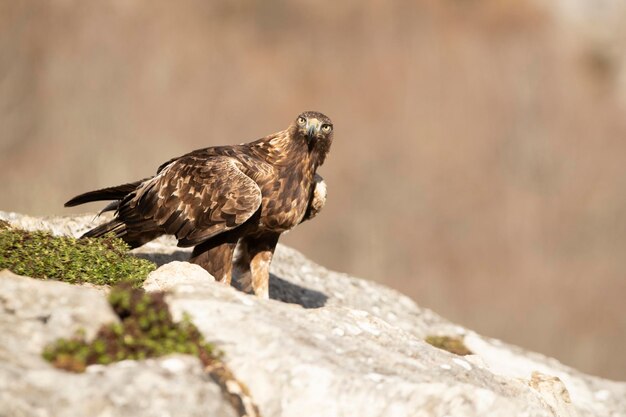 Adult male Golden Eagle with the first light of the day in a mountainous area of his territory