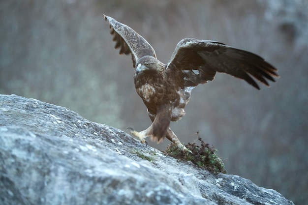 写真 ゴールデン・イーグル (golden eagle) はヨーロッパ・シベリアの山岳地帯に生息するオス