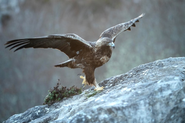 写真 ゴールデン・イーグル (golden eagle) はヨーロッパ・シベリアの山岳地帯に生息するオス