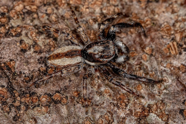 Ragno da parete grigio maschio adulto della specie menemerus bivittatus