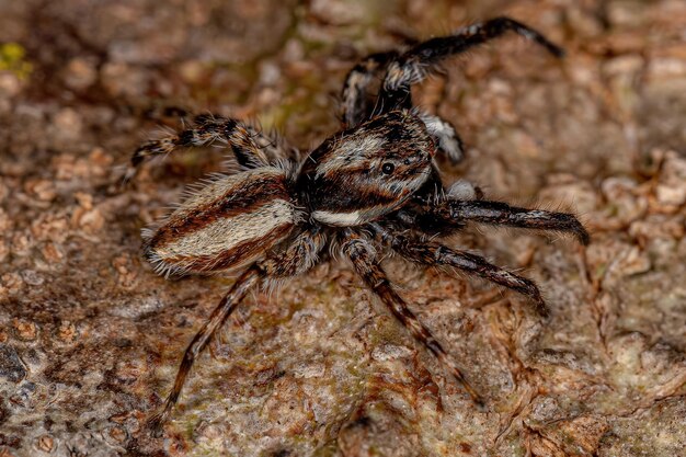 Взрослый самец серого настенного паука-скакуна вида Menemerus bivittatus