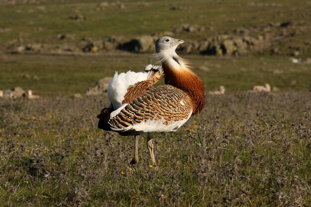 Adult male Great bustard in the mating season, Otis tarda