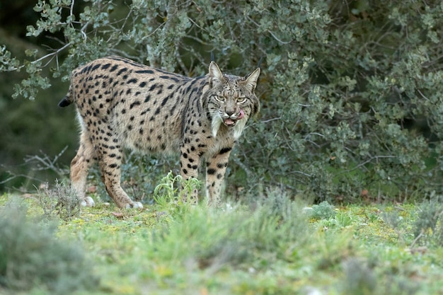 Adult male Iberian Lynx walking through her territory within a Mediterranean forest