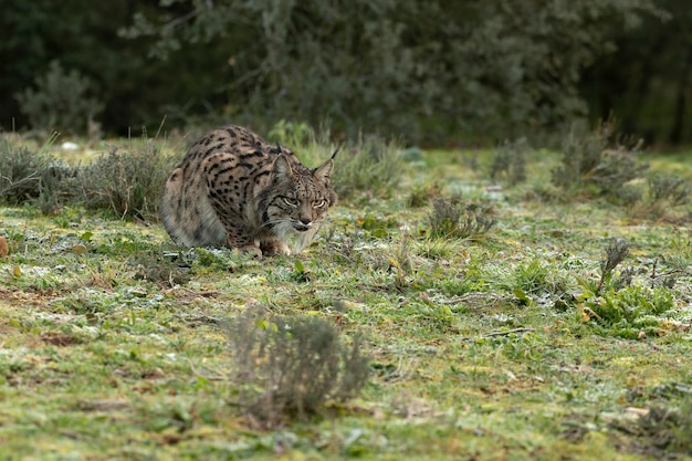 Photo adult male iberian lynx walking through her territory within a mediterranean forest