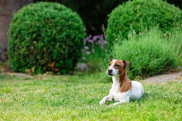 春に庭の草の上に座っている大人の男性ジャックラッセルテリア犬