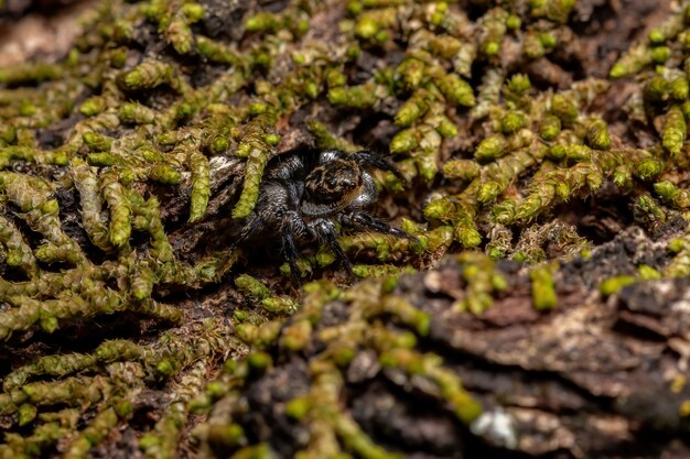 Adult male jumping spider of the genus Corythalia on a trunk filled with moss species specialized in predating ants