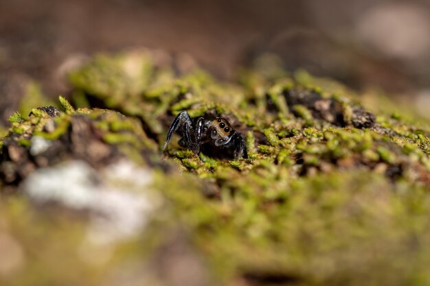 Adult male jumping spider of the genus Corythalia on a trunk filled with moss species specialized in predating ants