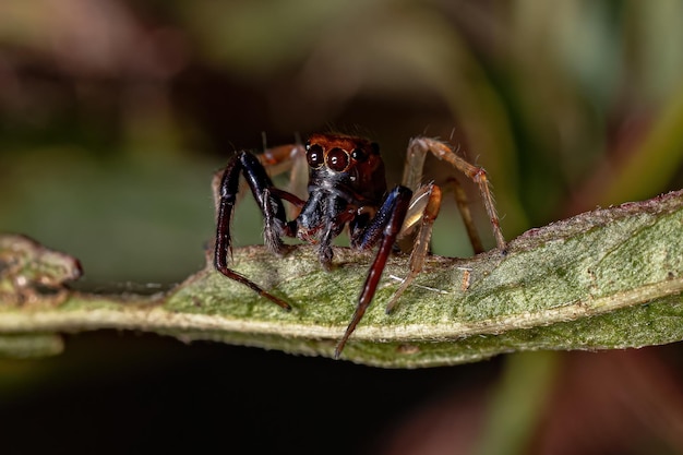 Взрослый самец паука-скакуна из рода Noegus