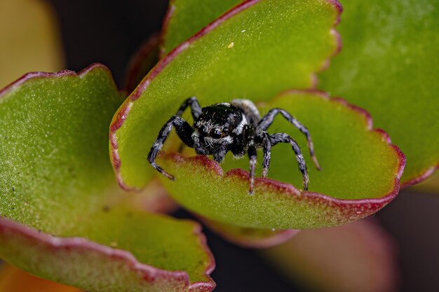 Adult Male Jumping Spider of the Genus Pachomius