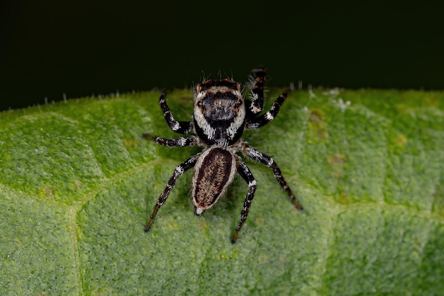 Adult Male Jumping Spider of the Subtribe Dendryphantina