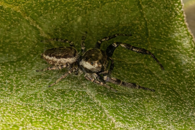 Adult Male Jumping Spider