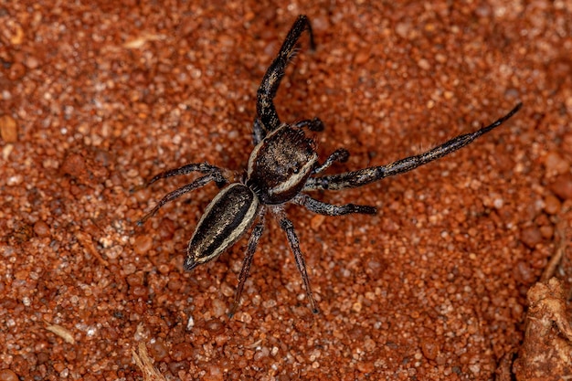 Adult Male Jumping Spider