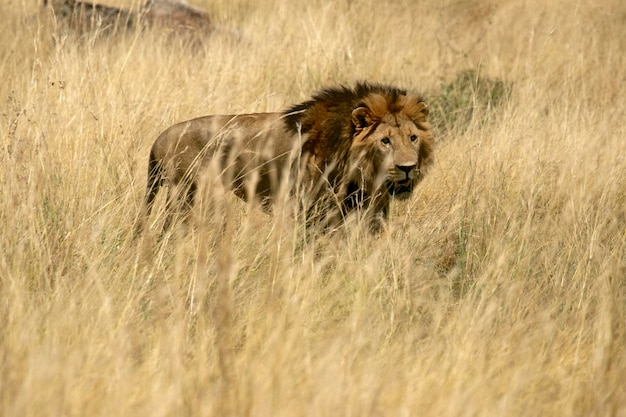 Adult male lion among the grasses of the savanna with the last lights of the afternoon