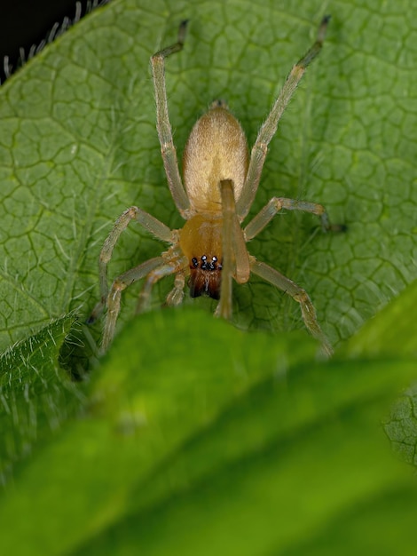 Adult Male Longlegged Sac Spider of the Genus Cheiracanthium