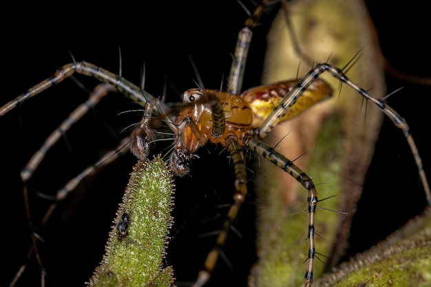 Photo adult male lynx spider of the species peucetia flava