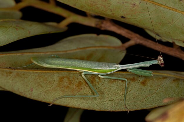 Adult Male Mantid of the Genus Oxyopsis