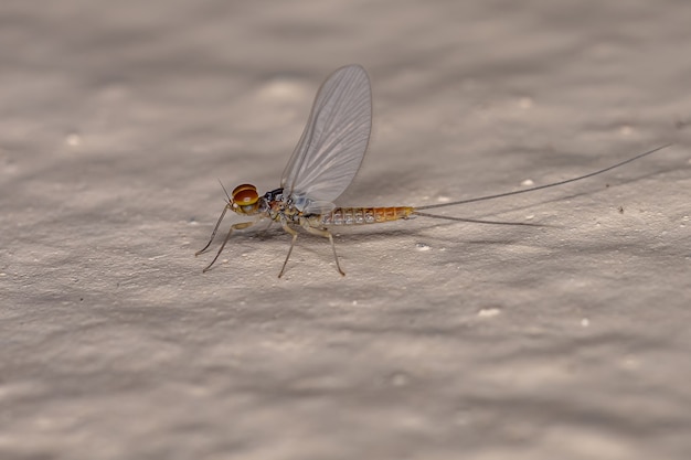 Mayfly maschio adulto della famiglia baetidae