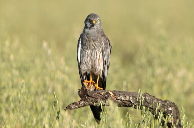 Adult male of Montagu's harrier at the first light of a spring day in a cereal steppe in Spain