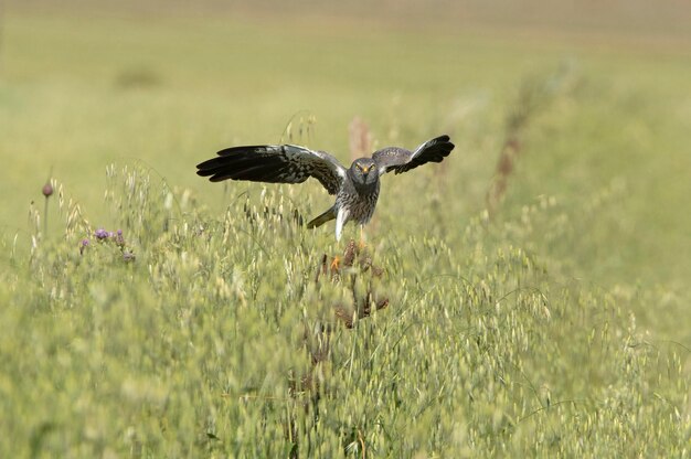 Adult male Montagus harrier flying in his breeding territory at first light on a spring day